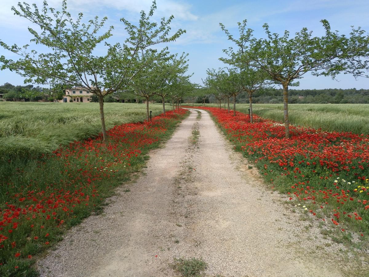 Bauernhof Sa Cova Den Borino Campos (Mallorca)