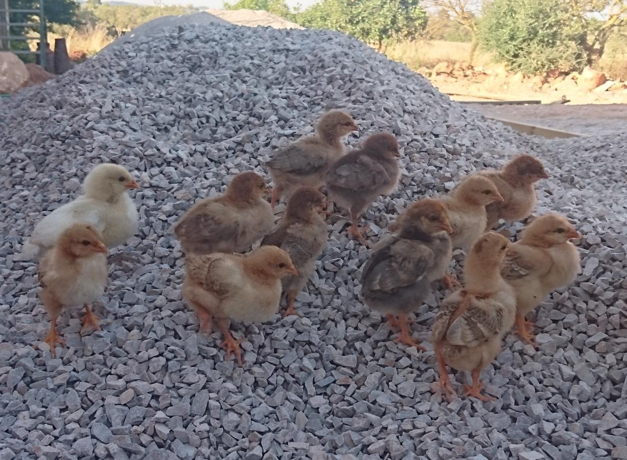 Sa Cova Den Borino Bauernhof